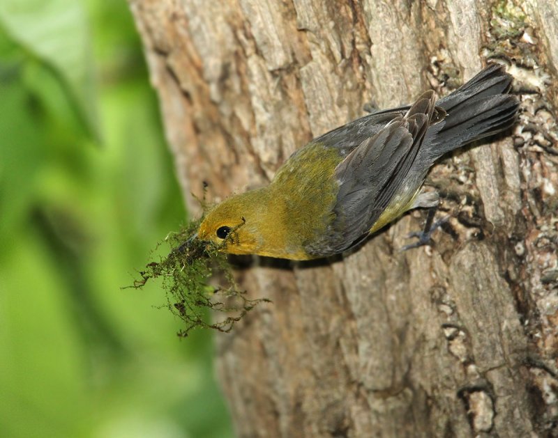 Female Prothonotary Warbler with nesting material