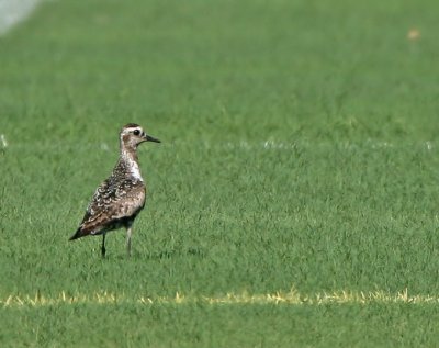 Plover, American-Golden, Ormond Sports Complex, Fl.