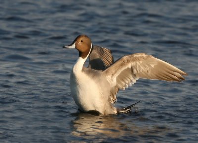 Pintail,male