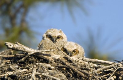 Owl, Great-horned chicks