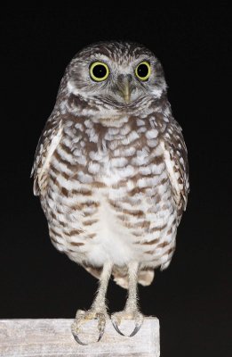 Burrowing Owl, night image