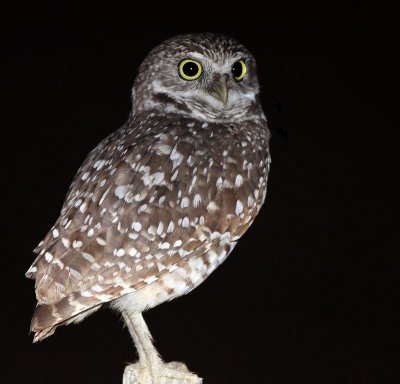 BUrrowing Owl, taken at night on Marco Island,Florida