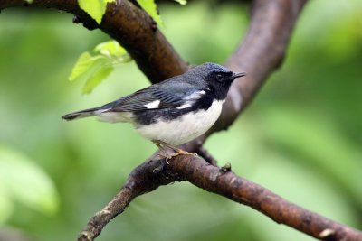  Black-throated Blue Warbler