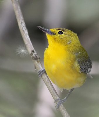 Prothonotary Warbler-female