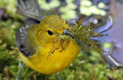 Prothonotary Warbler-female with nesting material