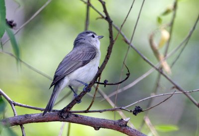  Warbling Vireo