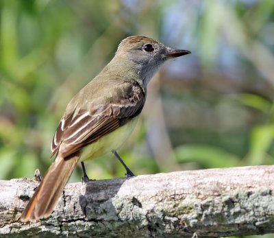 Great Creasted Flycatcher