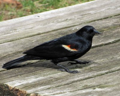  Red-winged Blackbird , begging for food on the table
