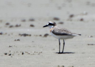  Greater Sand Plover, A very rare bird for Florida, Jacksonville area.