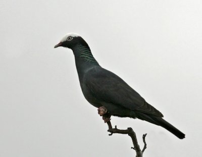 Pigeon,White-crowned