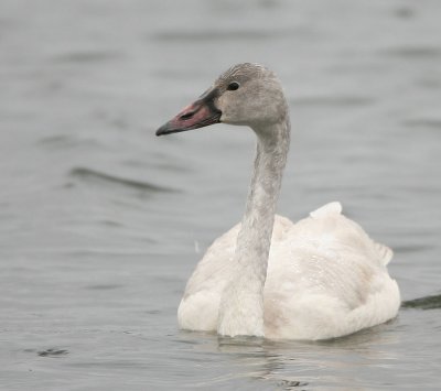Swan, Trunda juvenile