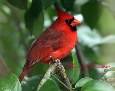 IMG_6432  Holiday Cardinal .jpg