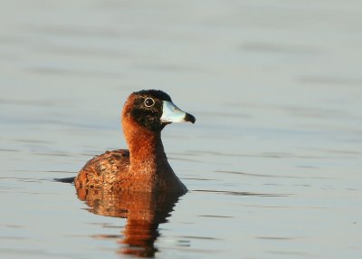Duck Masked , Viera Wetlands, Fl , 12-24-2009
