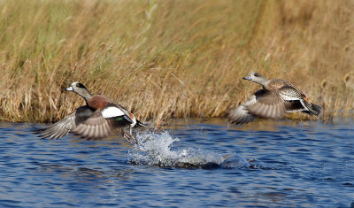 Wigeon taking off