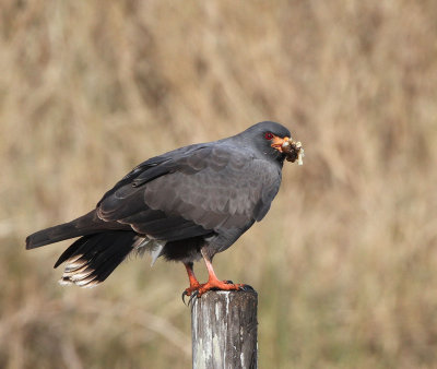 Snail Kite, male