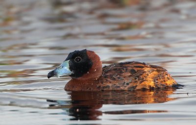 Masked Duck