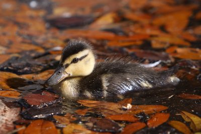 Mallard chick