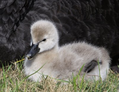 Black Swan chick