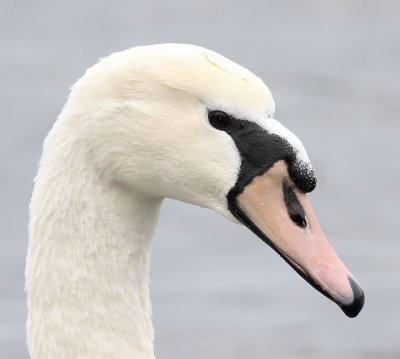 Swan, Lake Eola,Florida