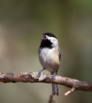 Carolina Chickadee