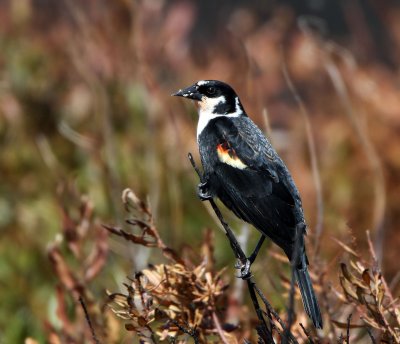  Leucistic Red-winged Blackbird, Pea Island ,NC.