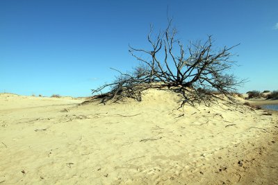 Sand Dunes Kitty Hawk, NC.