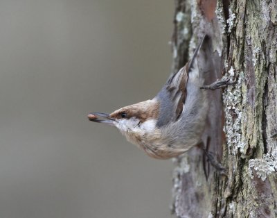 Brown-headed Nuthatch