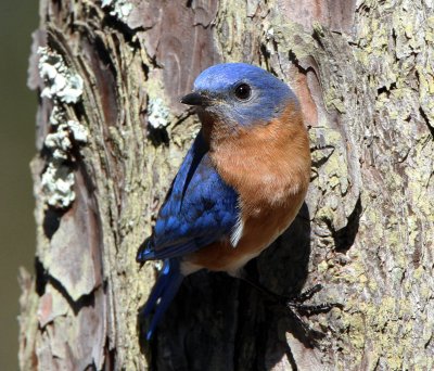  Eastern Bluebird on the tree trunk