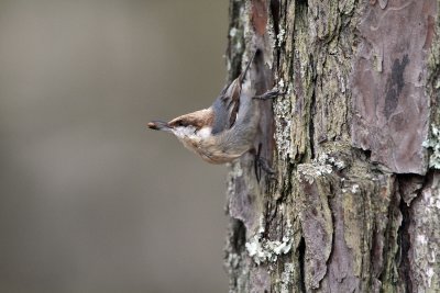 Brown-headed Nuthatch.
