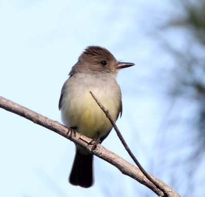 Brown-crested Flycatcher, Fort DeSoto,FL.