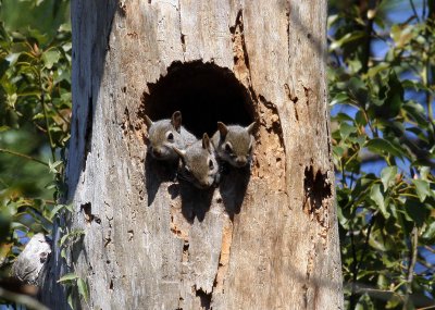  I love squirrels