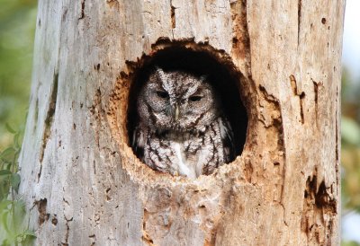 Screech Owl