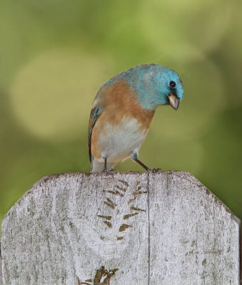 Lazuli Bunting