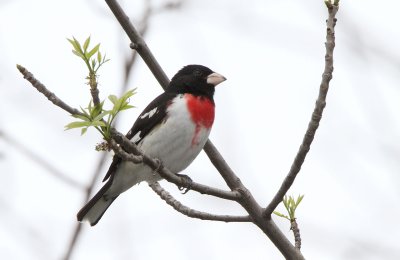 Rose-breasted Grosbeak