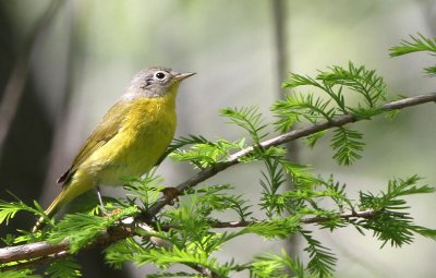 Nashville Warbler