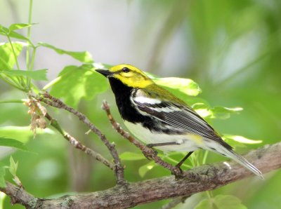 Black-throated Green Warbler