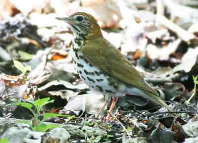 Wood Thrush