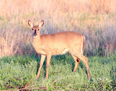 White-tailed Deer