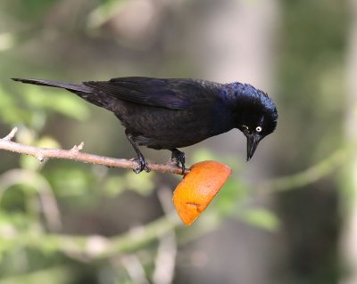  Common Grackle