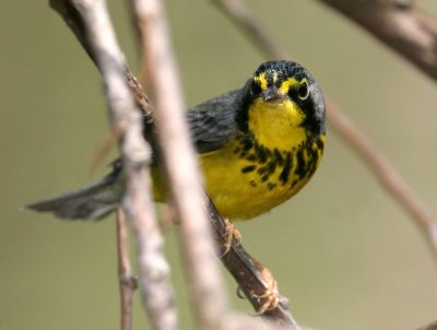  Canada Warbler