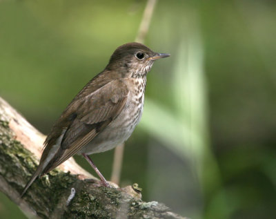 Gray-cheeked Thrush