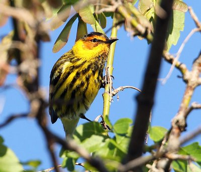  Cape May Warbler