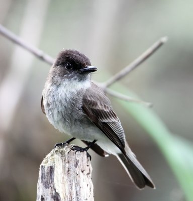 Eastern Phoebe