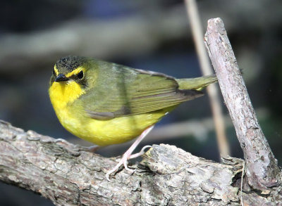 Kentucky Warbler