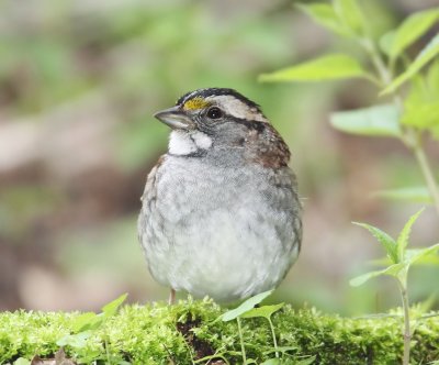  White-throated Sparrow