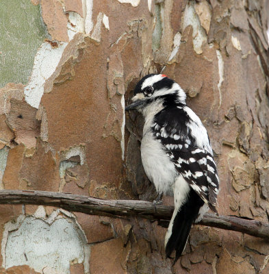 Downey Woodpecker