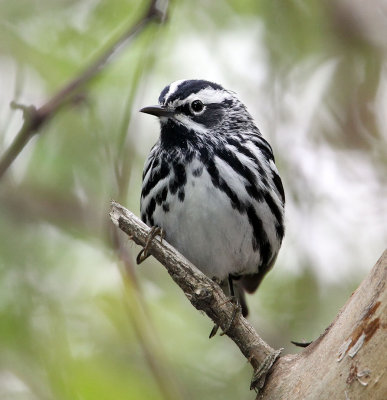 Black& White Warbler