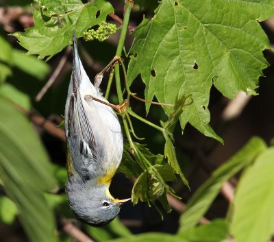 Northern Parula