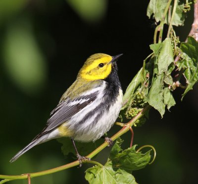 Black-throated Green Warbler