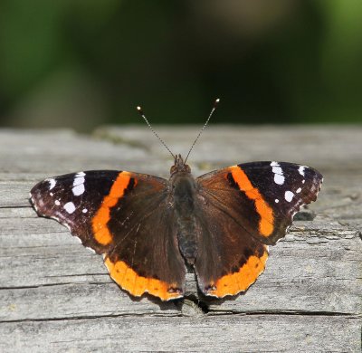 Red Admiral, butterfly